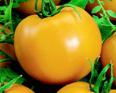 Goliath Sunny Hybrid Tomato Seeds